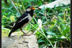 Asian pied starling (Sturnus contra) (1)