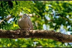Eurasian Collared-Dove ( Streptopelia decaocto) (1)