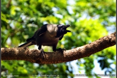 House crow (Corvus splendens)