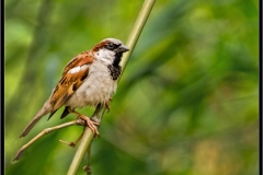 House sparrow (Passer domesticus) (1)