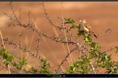 Indian Bush lark (Mirafra erythroptera)