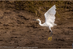 Little Egret (Egretta garzetta) (1) copy