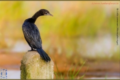 Little cormorant (Microcarbo niger) copy