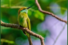 Little green bee-eater (Merops orientalis) (1) copy