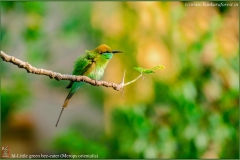 Little green bee-eater (Merops orientalis) (2) copy