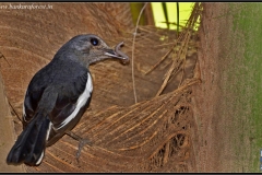Oriental Magpie Robin (Copsychus saularis) (2)