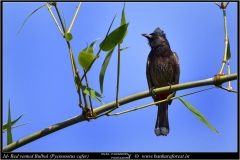Red vented Bulbul (Pycnonotus cafer) (1)