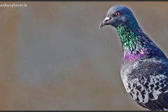Rock Dove & Domestic Pigeon (Columba livia)