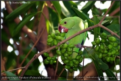 Rose-ringed Parakeet (Psittacula krameri) (1)