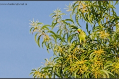 Rose-ringed Parakeet (Psittacula krameri) (2)