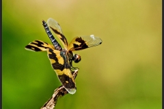 Common_Picture_Wing_(Rhyothemis_variegata)_(2)