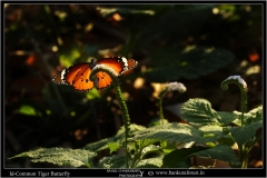 Common_Tiger_Butterfly_(1)