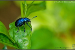 Leaf_beetle_(Chrysomelidae)__1