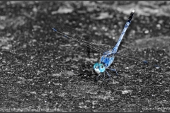 The_Ground_Skimmer_(Diplacodes_trivialis)_Male_(2)_1